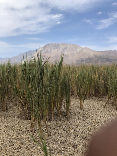 Distichlis palmeri, 2018-07-27