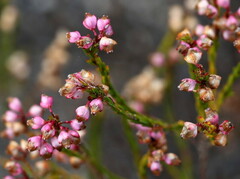 Erica rhopalantha