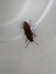 Diplostethus texanus