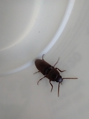 Diplostethus texanus