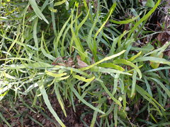 Muehlenbeckia platyclada