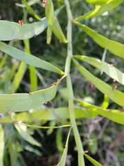 Muehlenbeckia platyclada