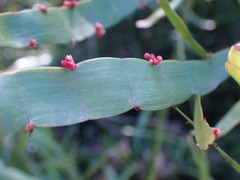 Muehlenbeckia platyclada