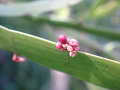 Muehlenbeckia platyclada