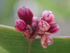 Muehlenbeckia platyclada