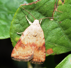 Micrathetis