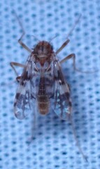 Psectrotanypus dyari