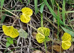 Cissampelos torulosa