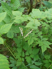 Actaea spicata