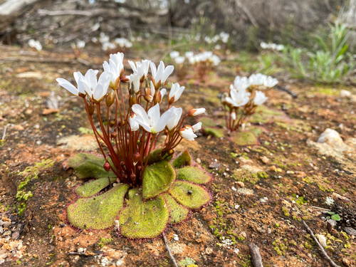 Drosera macrophylla