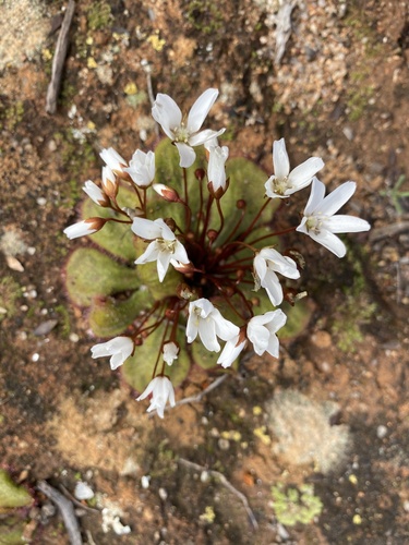 Drosera macrophylla