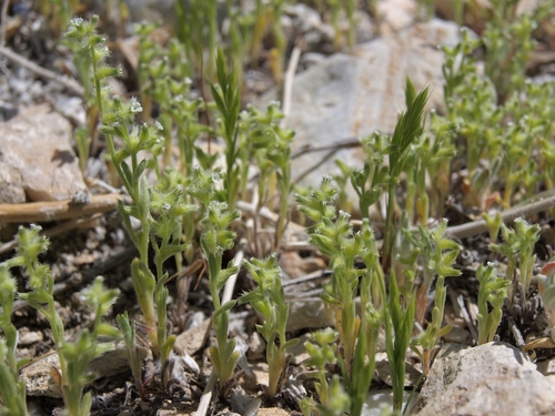 curvenut cryptantha (Cryptantha recurvata)