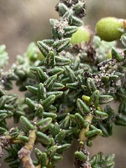 Phylica incurvata