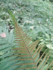 Dryopteris filix-mas