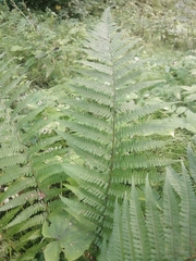 Dryopteris filix-mas