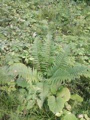 Dryopteris filix-mas