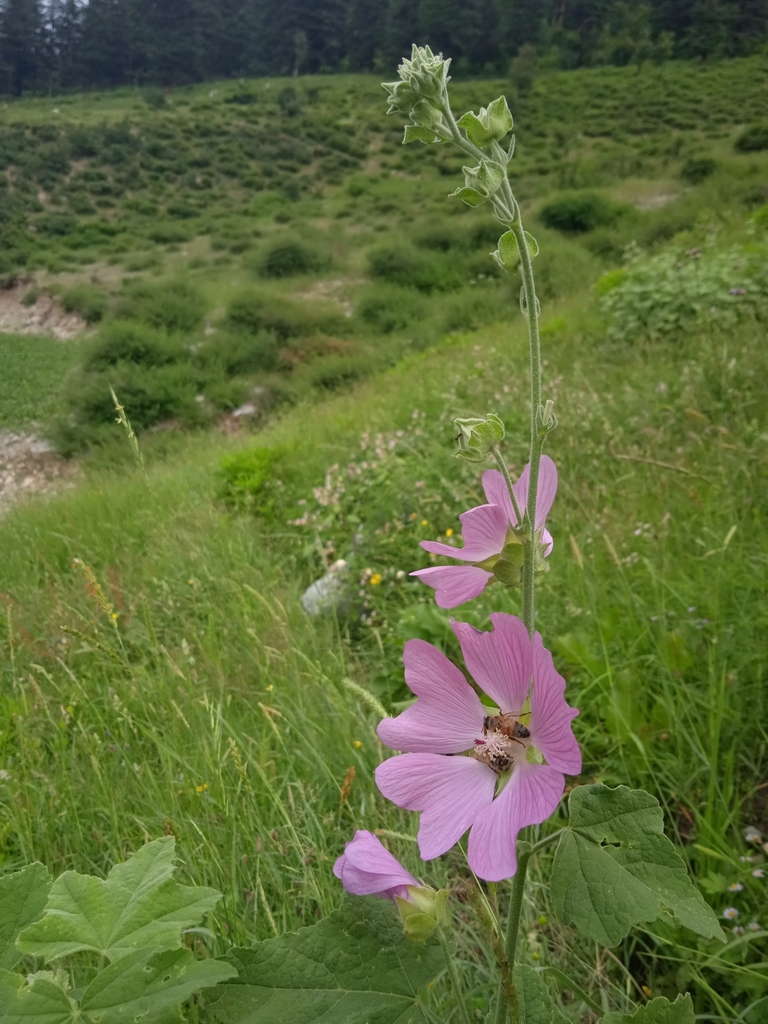 Kashmir Mallow