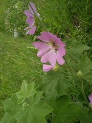 Malva cachemiriana