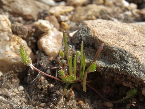 Myosurus apetalus var. montanus