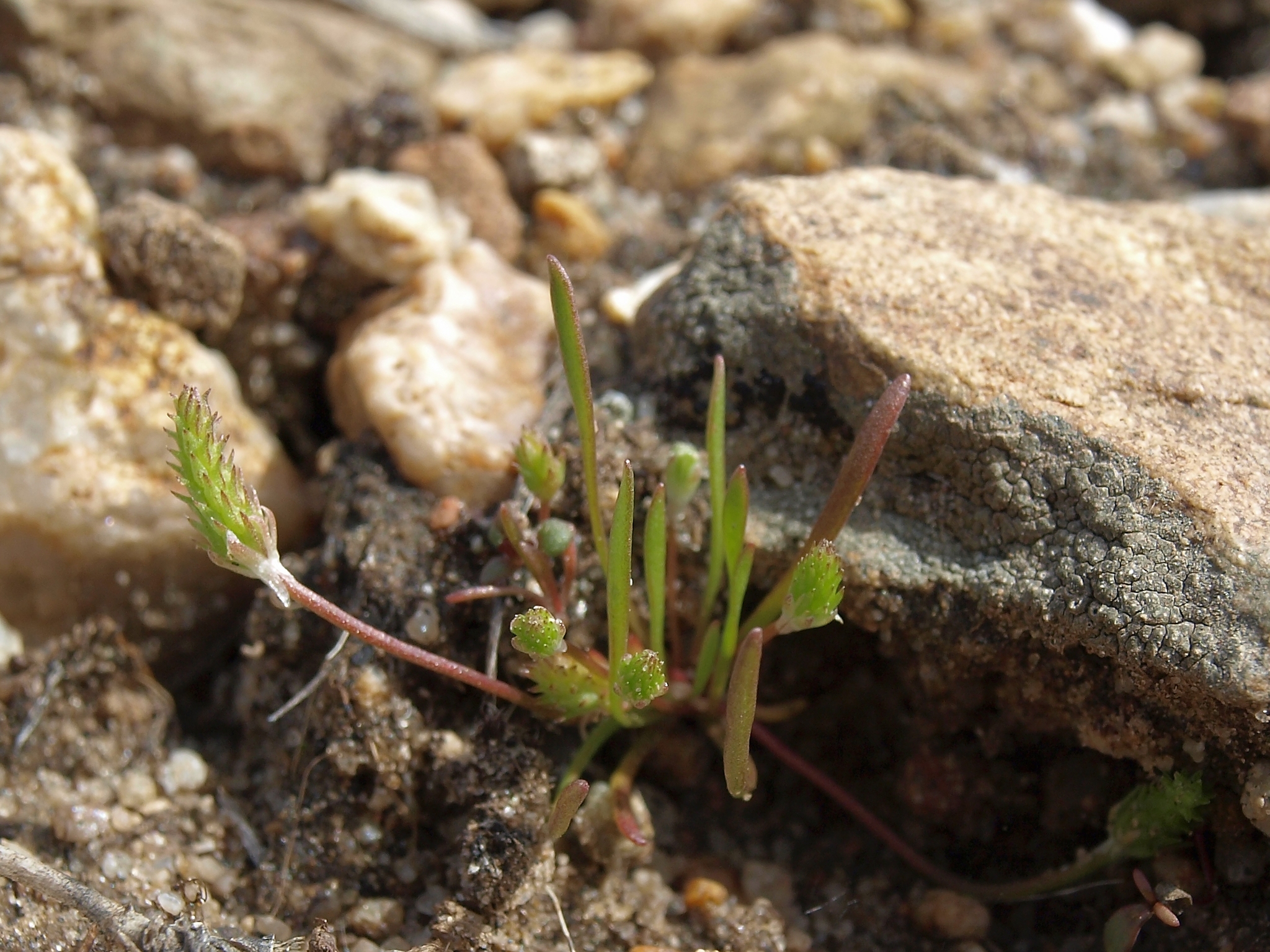 Myosurus apetalus var. montanus