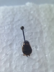 Ectobius sylvestris