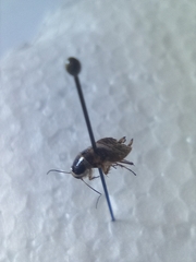 Ectobius sylvestris