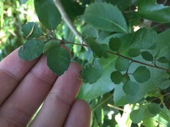 Melicytus micranthus