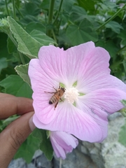 Malva cachemiriana