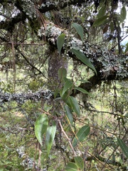 Litsea glaucescens