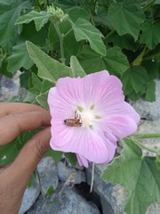 Malva cachemiriana