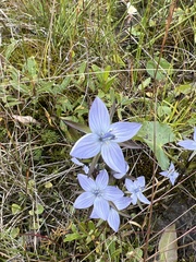 Lomatogonium rotatum