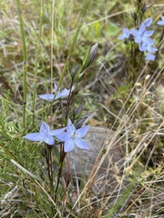 Lomatogonium rotatum