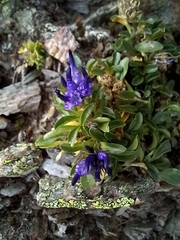 Phyteuma globulariifolium