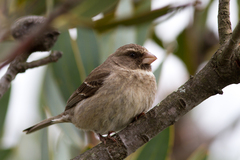 Crithagra leucoptera