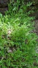 Selaginella apoda