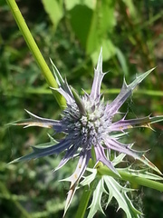 Eryngium hookeri