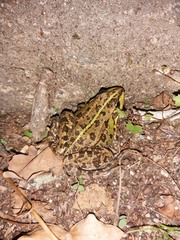Pelophylax perezi