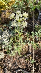 Phlojodicarpus sibiricus
