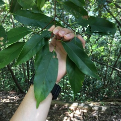 Castanopsis kawakamii