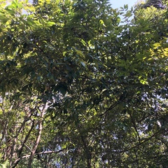 Castanopsis kawakamii