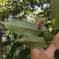 Castanopsis kawakamii