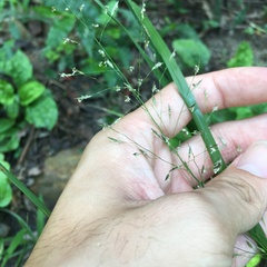Eragrostis ferruginea