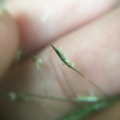 Eragrostis ferruginea