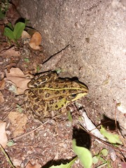 Pelophylax perezi