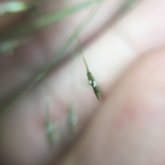 Eragrostis ferruginea