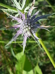 Eryngium hookeri