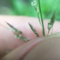 Eragrostis ferruginea