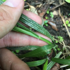 Eragrostis ferruginea