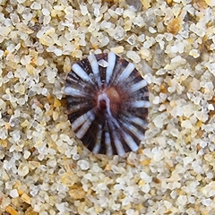 Siphonaria guamensis