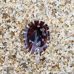 Siphonaria guamensis